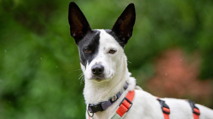 Ein schwarz-weißer Hund mit einem orangenen Geschirr