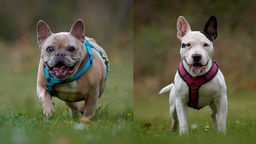 Eine Collage aus einer kleinen Hündin mit Fawn-farbigem Fell und einem Mini-Hund mit weiß-schwarzem Fell 