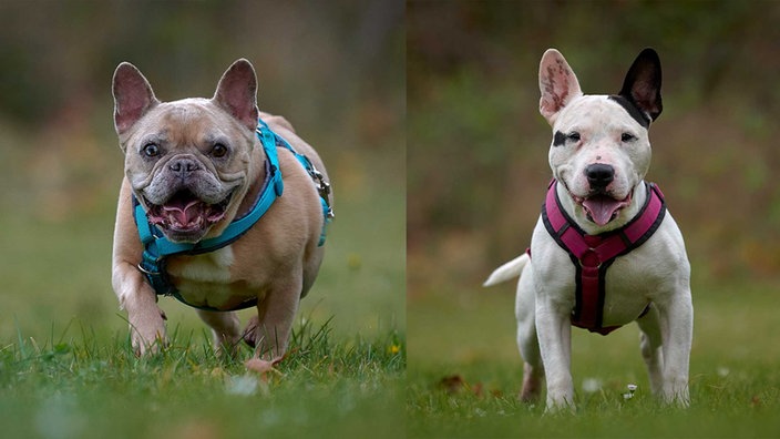 Eine Collage aus einer kleinen Hündin mit Fawn-farbigem Fell und einem Mini-Hund mit weiß-schwarzem Fell 