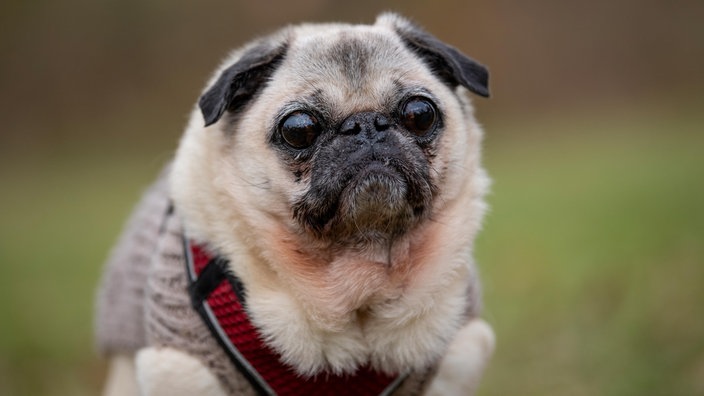 Beiger kleiner Hund mit einem dicken Gesicht und großen Glubschaugen