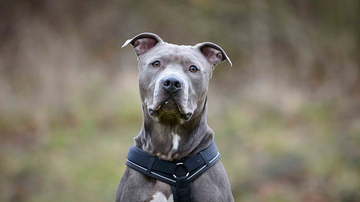 Blueline-farbener Hund in Nahaufnahme 