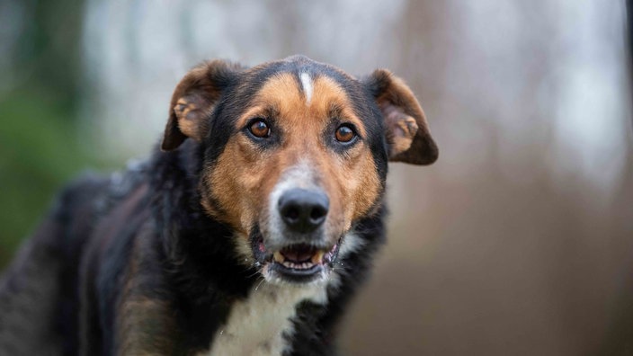 Ein trikolorfarbener Hund in Nahaufnahme 