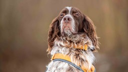 Ein Hund mit langem liver-belton-farbigem Fell in Nahaufnahme 