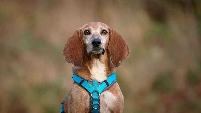 Ein brauner Hund mit einem blauen Geschirr