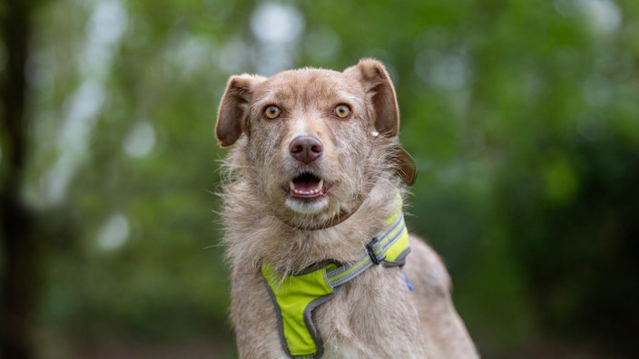 Hellbrauner Hund mit zotteligem Fell und einem gelben Geschirr