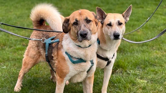 Zwei Hunde mit braunem Fell und weißen Flecken stehen angeleint auf einer Wiese 