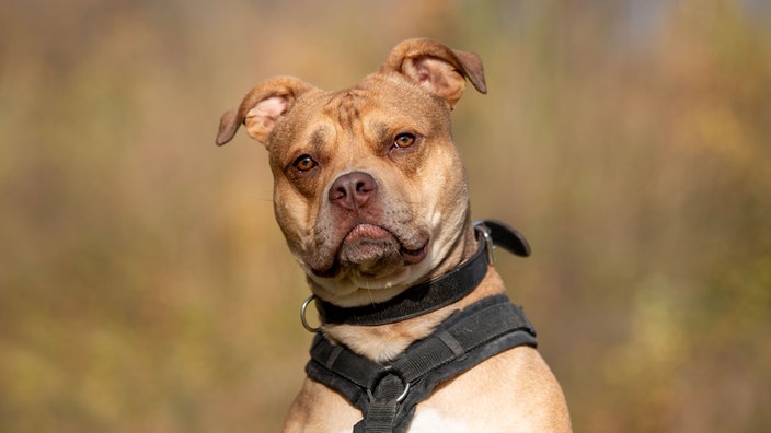 Ein großer brauner Hund mit einem schwarzen Geschirr