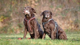 Zwei große, braune Hunde sitzen auf einer Wiese