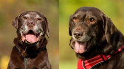 Eine Collage von zwei Hunden mit braunem Fell 