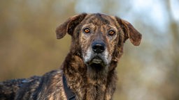 Hund mit dunkel gestromtem Fell in Nahaufnahme 