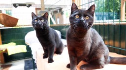 Zwei schwarze Katze sitzen auf einer Erhöhung 