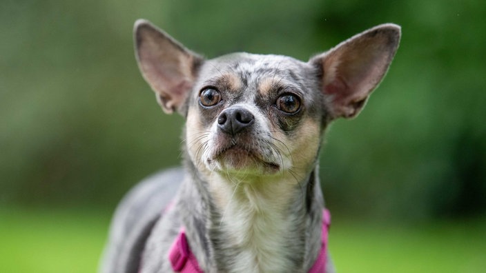 Kleiner bunt gefleckter Hund 