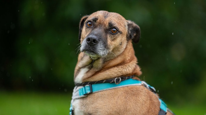 Brauner dicker Hund mit einem blauen Geschirr 