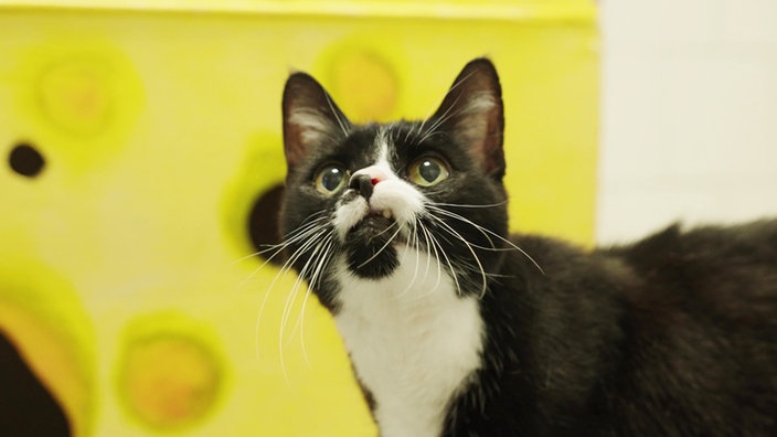 Ein schwarz-weißer Kater, der Hintergrund ist gelb