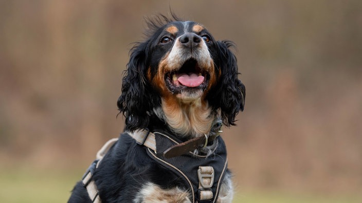 Ein schwarz-brauner hechelnder Hund 