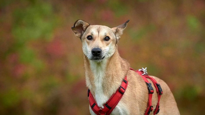 Hund mit beige-braunem Fell und rotem Geschirr in Nahaufnahme 