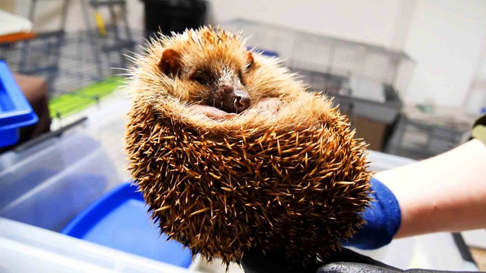 Ein eingerollter Igel auf einer Hand eines Menschen 