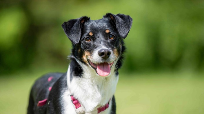 Mittelgroßer Hund mit tricolor-farbigem Fell in Nahaufnahme 