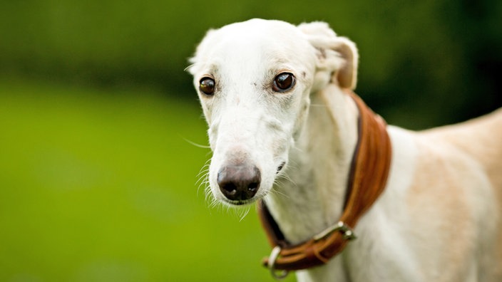 Beiger großer Hund mit einem langen, schmalen Gesicht 