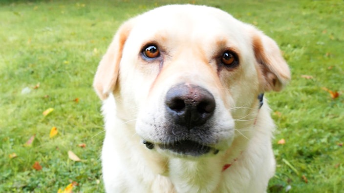 Ein Hund mit beigefarbenem Fell in Nahaufnahme 