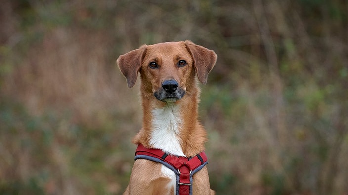 Ein braun-weißer Hund mit rotem Geschirr