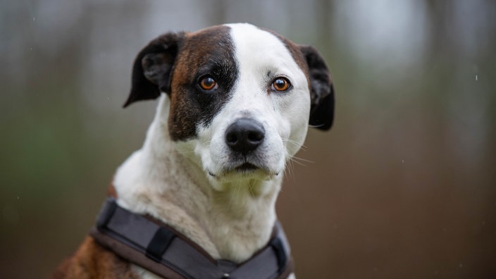 Weiß-brauner Hund (hat einen braunen Fleck auf seinem rechten Augen)