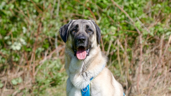 Großer beiger Hund mit schwarzer Maske und blauem Geschirr