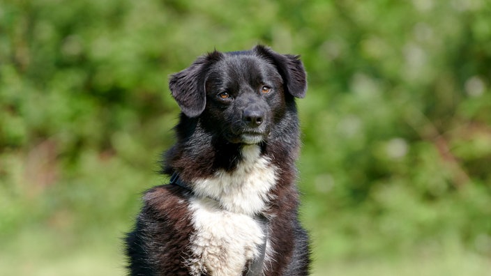 Schwarz-weißer Hund (Nahaufnahme)