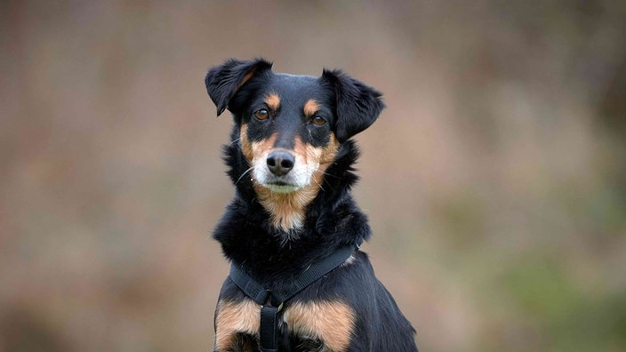 Hund mit schwarz-braunem Fell in Nahaufnahme 