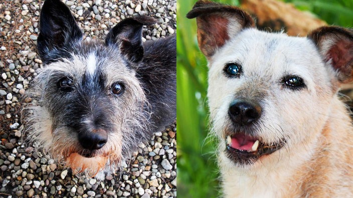 Grau-beiger Hund auf der linken Seite und beiger Hund auf der rechten Seite 