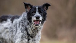 Ein schwarz-weißer Hund hechelt