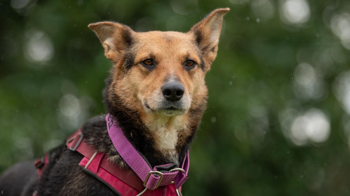 Ein schwarz-brauner Hund mit einem pinken Halsband 