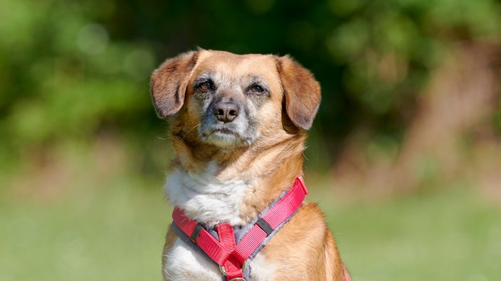 Braun-weißer Hund mit rotem Geschirr (Nahaufnahme)