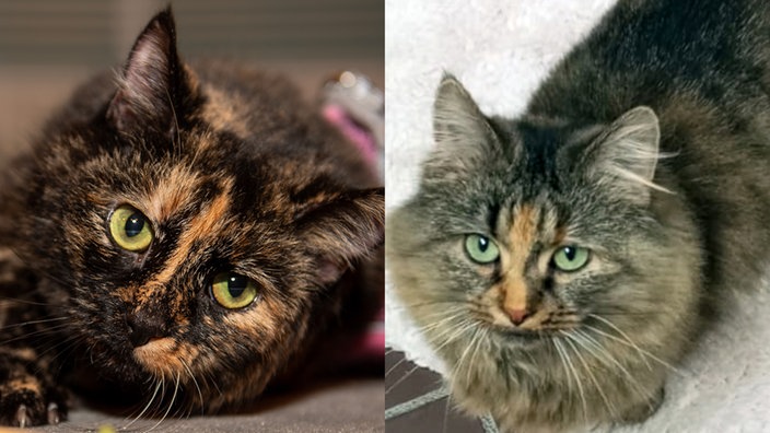 Collage von zwei Katzen: links eine schwarz-braun gefleckte Katze und rechts eine getigerte Katze