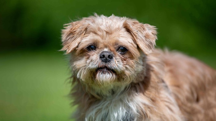 Kleiner Hund mit beige-weißem wuscheligem Fell in Nahaufnahme 