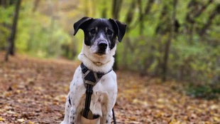 Ein Hund sitzt auf einem mit Laub bedeckten Boden und schaut in die Kamera 