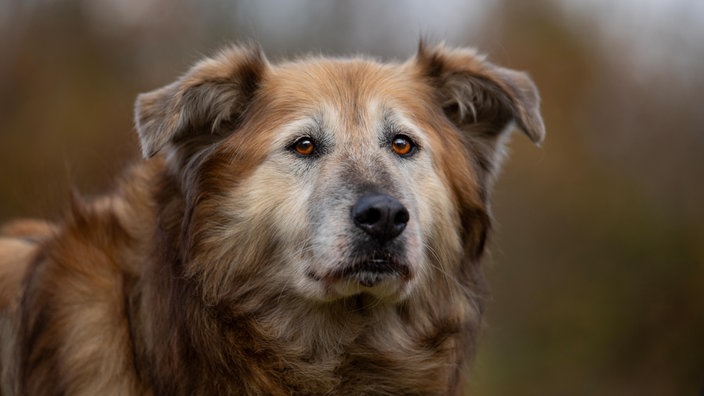 Ein großer beige-brauner Hund mit langem Fell 