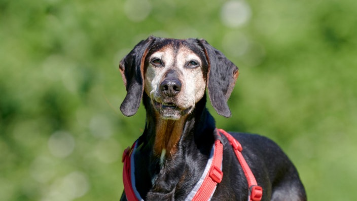 Brauner Hund mit rotem Geschirr (Nahaufnahme)