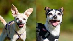 Collage von zwei Hunden: links ein beiger Hund und rechts ein schwarz-weißer Hund