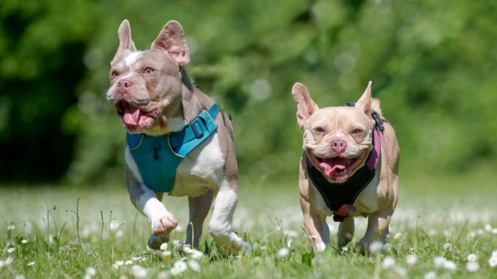 Zwei weiß-braune kleine Bulldoggen laufen hechelnd über eine Wiese