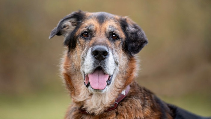 Ein braun-schwarzer Hund mit einer grauen Nase 