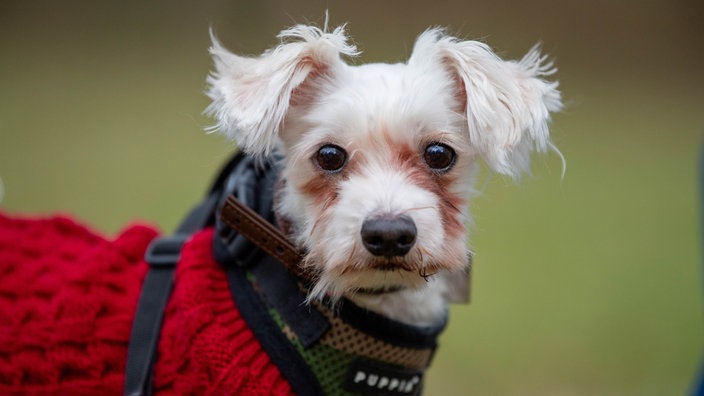 Ein weißer kleiner Hund mit einem roten Mantel