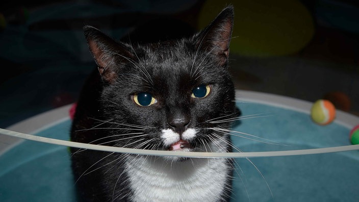 Katze mit schwarz-weißem Fell in Nahaufnahme 