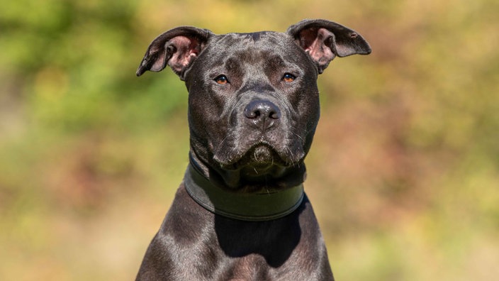 Schwarzer Hund mit kurzem Fell