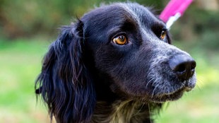 Ein Hund mit schwarz-grau-weiß-gestromtem Fell in Nahaufnahme 