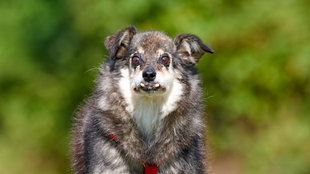 Nahaufnahme eines grau-weißen Hundes mit kleinem Gesicht und starkem Überbiss