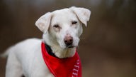 Ein weißer Hund mit einem roten Halstuch auf dem "Milio" steht 