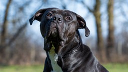 Ein Hund mit schwarzem Fell in Nahaufnahme 