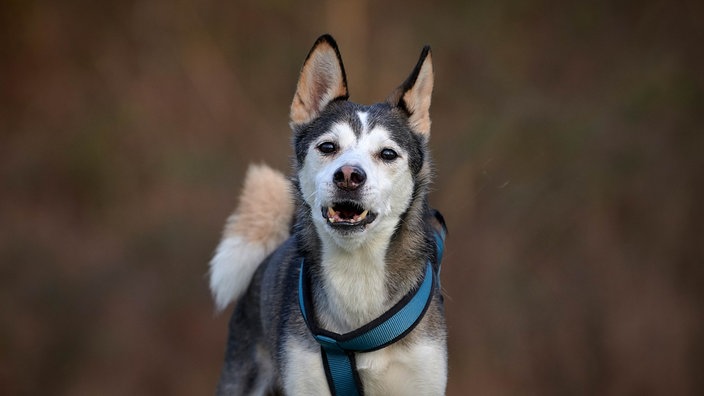 Ein schwarz-weißer Hund mit einem blauen Geschirr