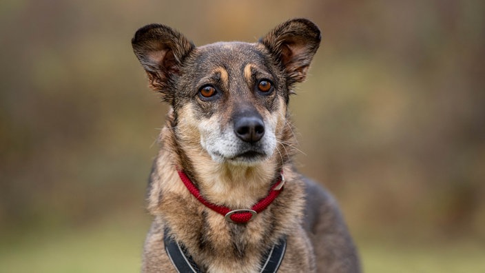 Ein schwarz-brauner Hund mit runden Ohren und einem roten Halsband 